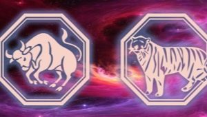 Male Taurus-Tiger: characterization and compatibility