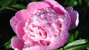 Peonies: ano ang sinasagisag nila at kung paano ilalagay ang mga ito sa feng shui?