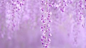 Ano ang ibig sabihin ng kulay ng lilac sa sikolohiya?