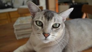 Asian cat: description and character of the breed, its contents