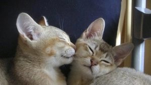 Burmilla: cat features, conditions of detention and breeding