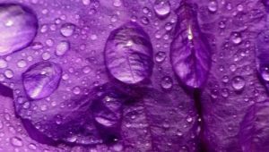 Ano ang ibig sabihin ng kulay na purple sa sikolohiya?