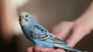 How much and how many wavy parrots sleep?