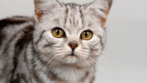 How to choose nicknames for cats boys?