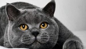 What kind of food is suitable for cats of British breed?