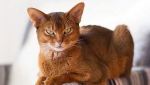 Colors of Abyssinian cats: varieties, definition, selection
