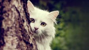 Description of Angora cats, their characteristics of keeping and feeding