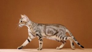 Sokok: description of the breed of cats, especially the content and the choice of nicknames