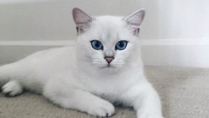 All about cats and cats breed Kobe
