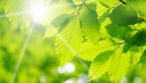 Green kulay sa sikolohiya: ano ang ibig sabihin nito at simbolo?