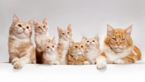 How old do cats grow?