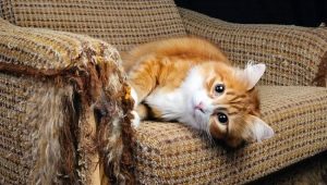 How to wean a cat to tear up furniture and wallpaper?