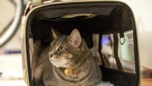 How to transport a cat in an airplane?