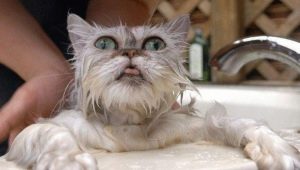 How to bathe the cat?