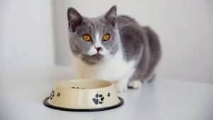 How to transfer a cat to another feed?