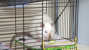 Cages for rats do it yourself: options and step by step instructions