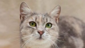 Cats breed metis: description and features of care