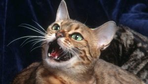 Why do cats meow and what to do about it?