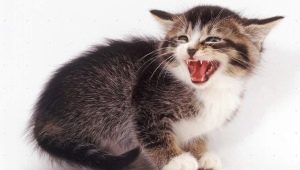 Why does a cat hiss and what does the owner do?