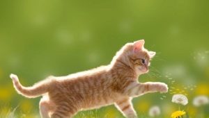 Red cats: how do they behave and what are they like?