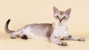 The smallest cats in the world