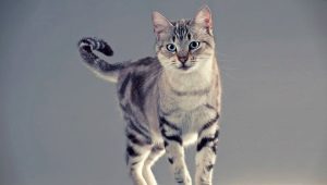 The cutest breeds of cats