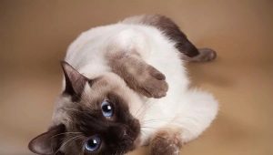 Thai cats: breed description, color options and features of the content
