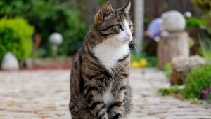 Choose a nickname for a tabby cat