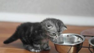 Choice of food for Scottish cats