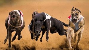 Review of the world's fastest dogs