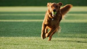 Secrets of teaching the dog team Aport