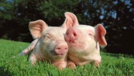 Lalaki Capricorn ipinanganak sa Taon ng Pig: mga katangian ng pagkatao at pagiging tugma sa pag-ibig