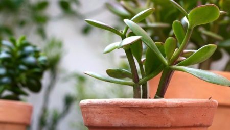 Money Tree: ano ito at kung paano itanim nang tama ito upang maipadala ang pera?