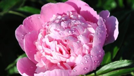 Peonies: ano ang sinasagisag nila at kung paano ilalagay ang mga ito sa feng shui?