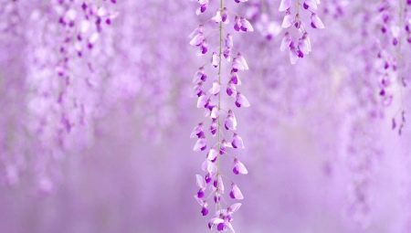 Ano ang ibig sabihin ng kulay ng lilac sa sikolohiya?