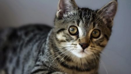 American Wire-haired cat: breed features