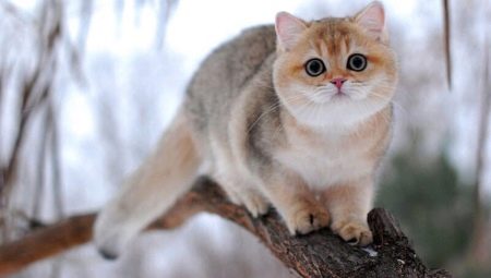 British chinchilla: color options for cats, nature and content