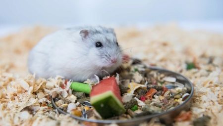 How to feed the Jungar hamster?