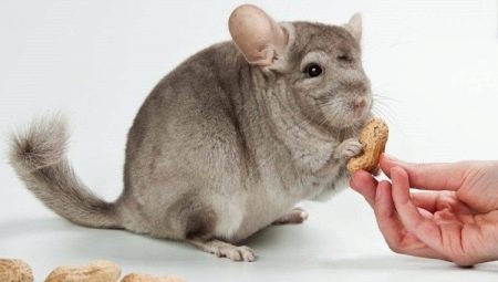 Ano ang dapat pakainin ng chinchillas?