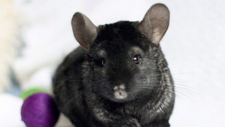 Black chinchillas: ano ang mga breed at ano ang kanilang mga tampok?