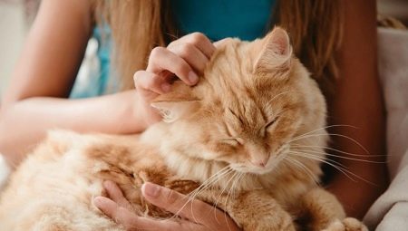Ano ang maaari mong ibigay sa isang pusa?
