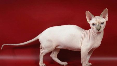 Dalf: breed features and rules of care for cats