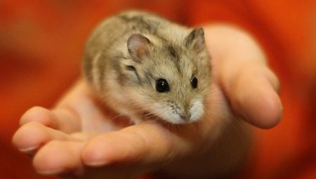 Dzungarian hamster: paglalarawan, pagpapakain at mga tip sa pangangalaga
