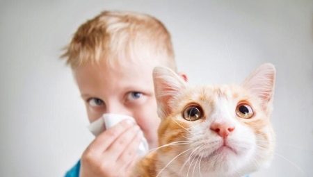 Hypoallergenic cats and cats: breeds, especially the choice and content