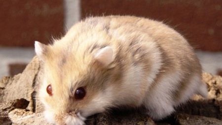 Campbell hamster: breed features, maintenance and care