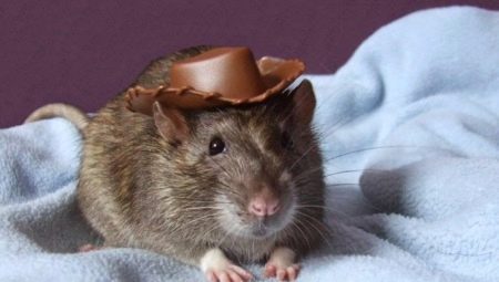 Names for rats boys