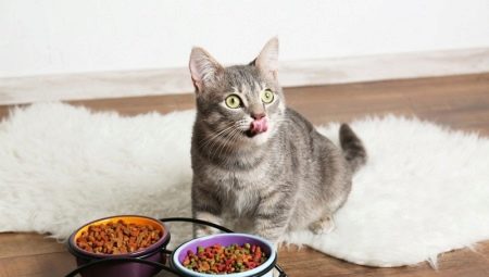 What makes cat food and which composition is better?