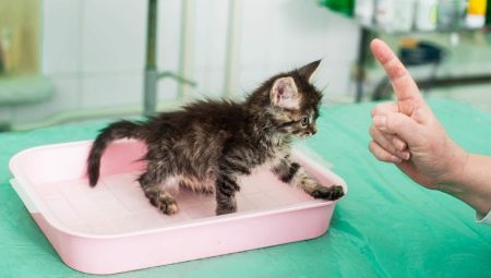 How to quickly teach a kitten to the tray without a filler?