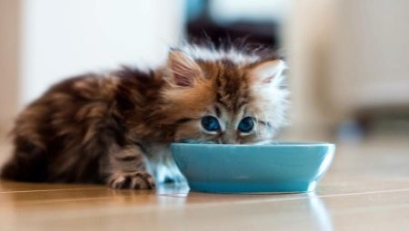 How and what to feed the cat?