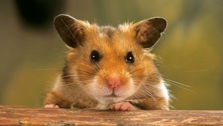 How to find a hamster in the apartment if he escaped from the cage?